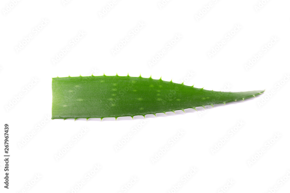 Aloe vera fresh leaf isolated on white background. Treatment plant Aloe vera fresh leaf isolated on white background. Treatment plant
