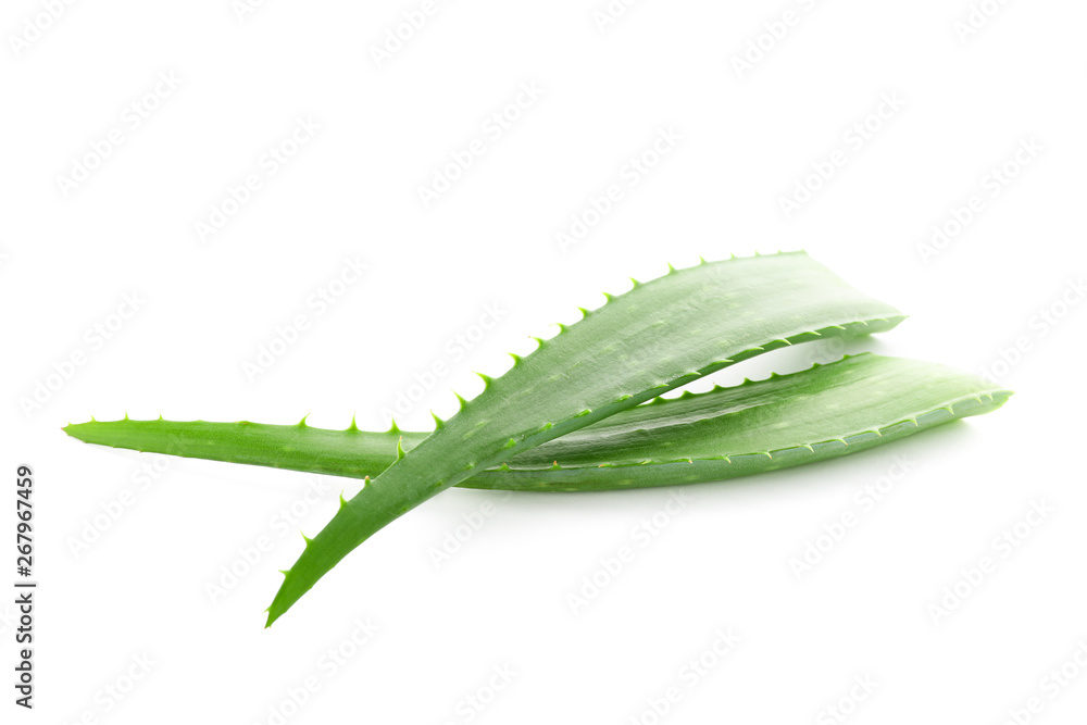 Aloe vera fresh leaves isolated on white background. Treatment plant Aloe vera fresh leaves isolated on white background. Treatment plant