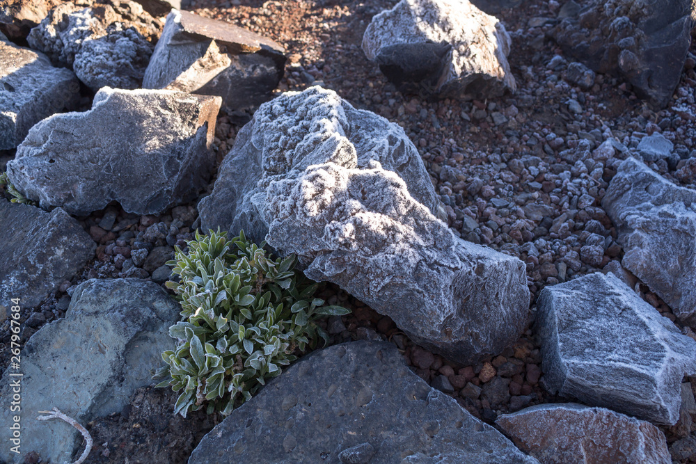 Frozen plants and stones in Teide National Park Frozen plants and stones in Teide National Park