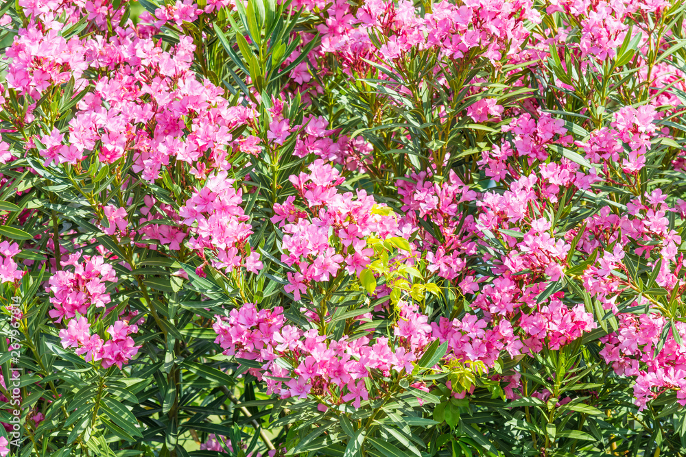 Lush bush with beautiful pink flowers in garden.