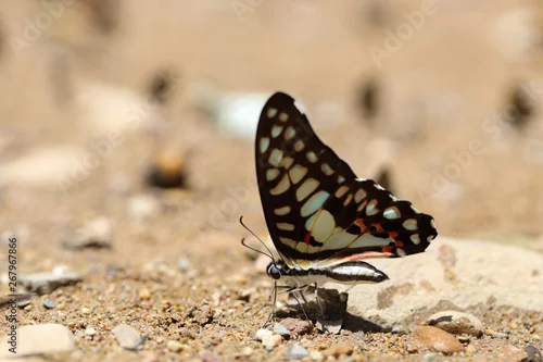 Obraz Butterflies following a series of natural Ban Krang Camp. Phetchaburi, Thailand
