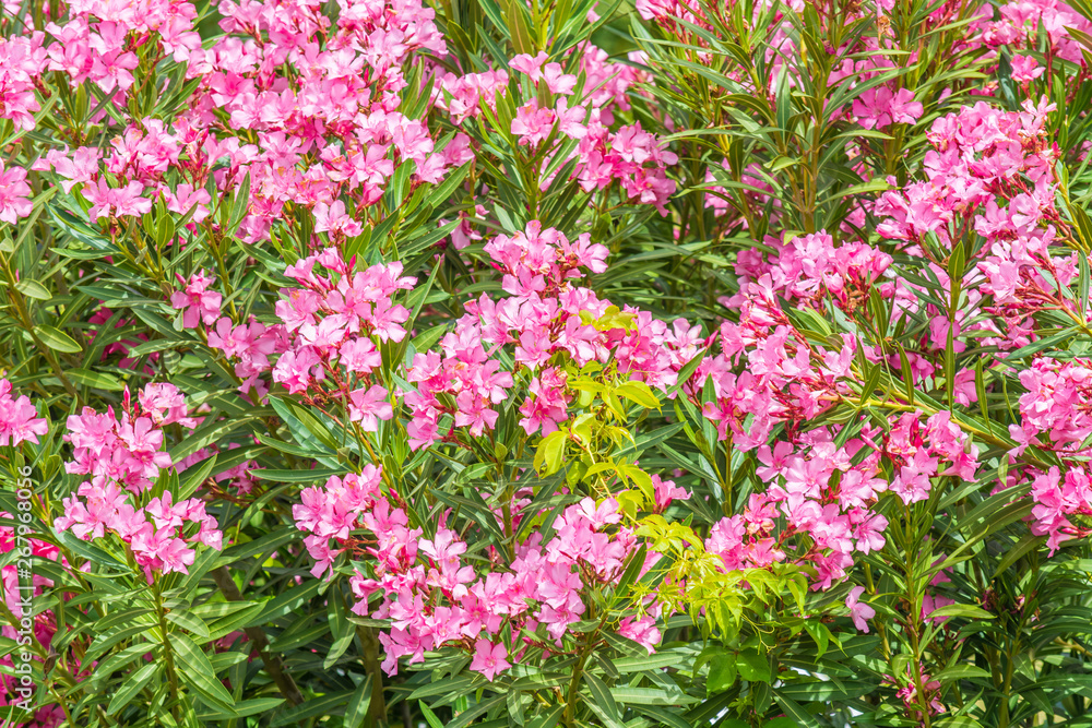 Summer bush with beautiful pink flowers in garden.