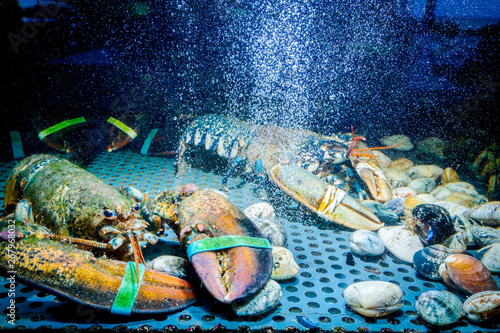 Colorful crawfish for sale, sea crustaceans inside aquarium in a restaurant