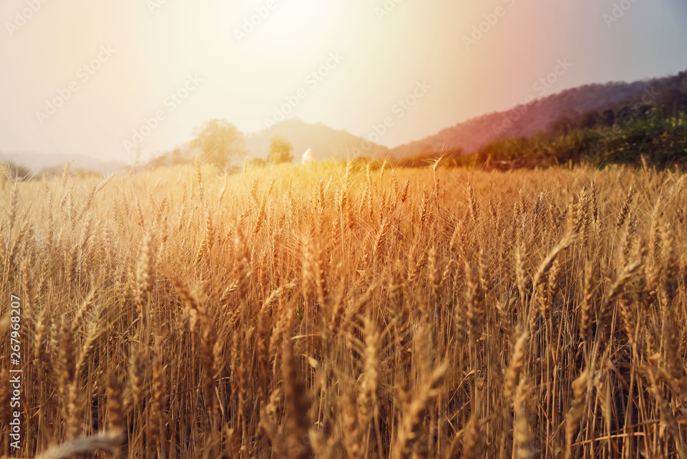 Barley in the golden-yellow farm is beautiful and waiting for harvest in the season.