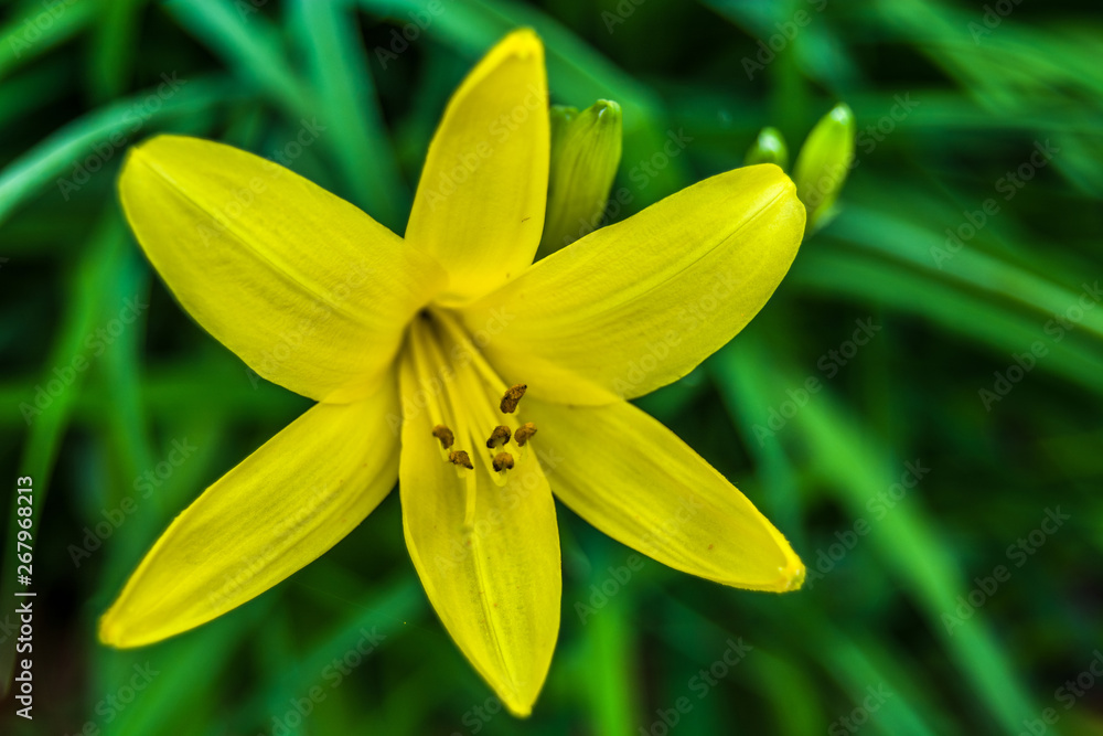 Yellow lily flower on a background of green grass Yellow lily flower on a background of green grass
