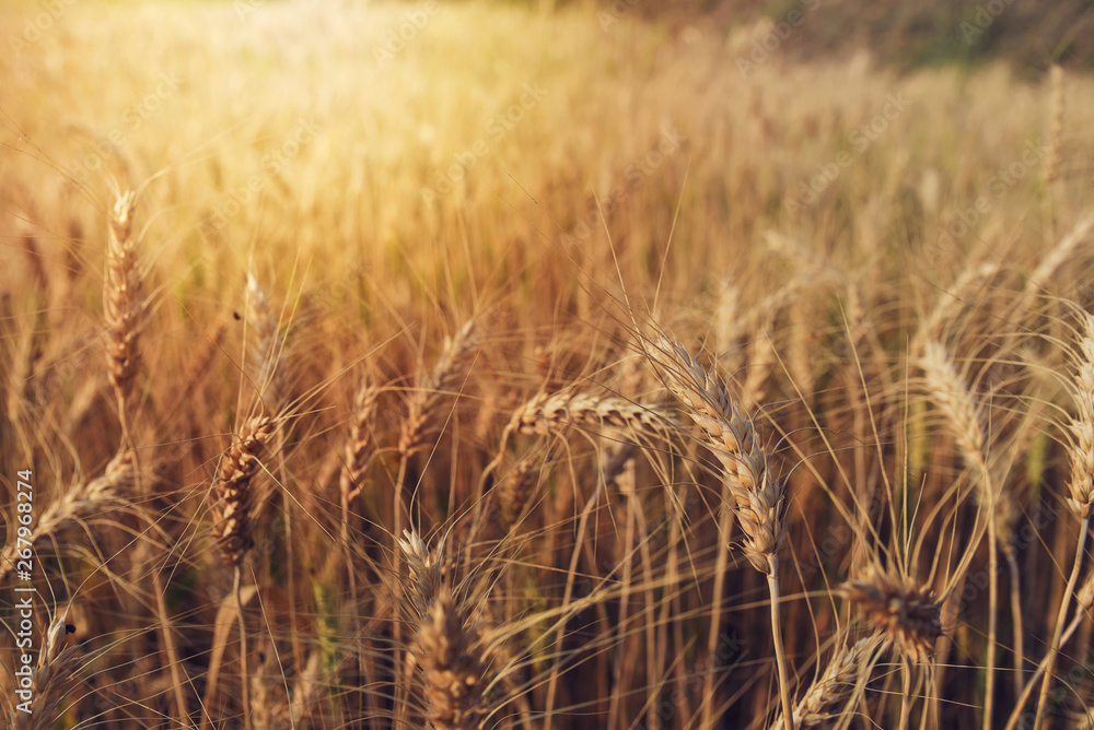 Fototapeta premium Barley in the golden-yellow farm is beautiful and waiting for harvest in the season.