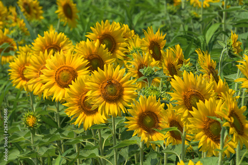                                Sunflower in Miyagi Yamamoto town