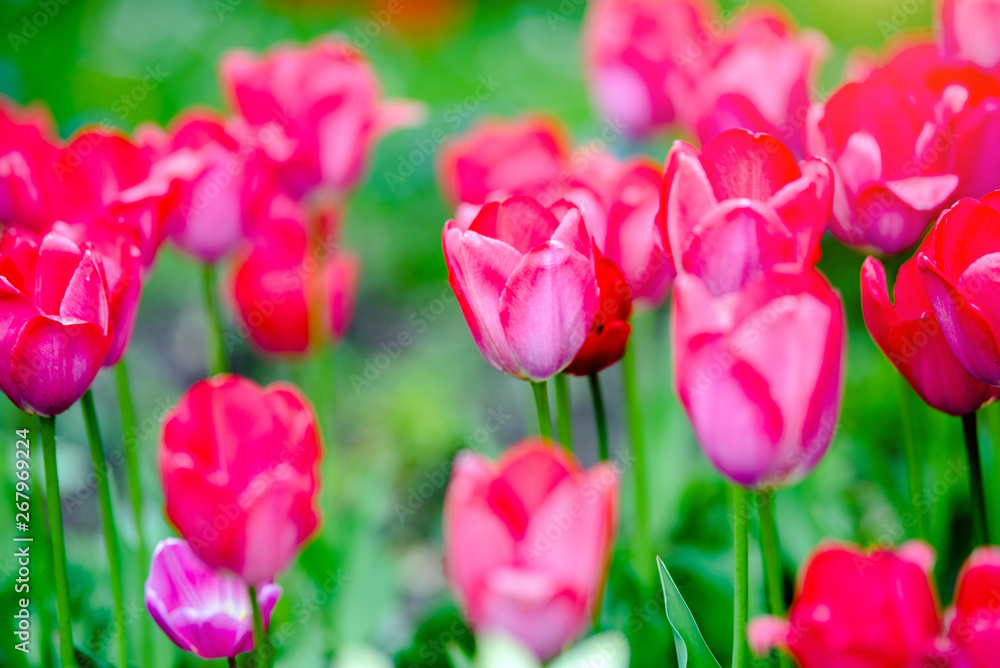 Pink tulips grow on a green natural background Pink tulips grow on a green natural background