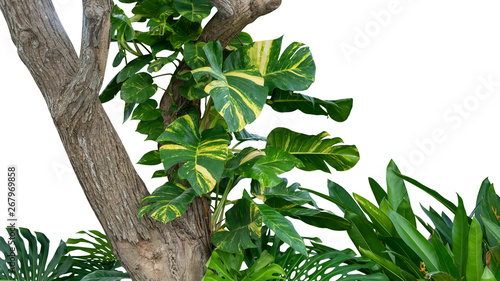 Tropical rainforest jungle tree with golden photos  Australian native monstera or devil s ivy  growing isolated on white background