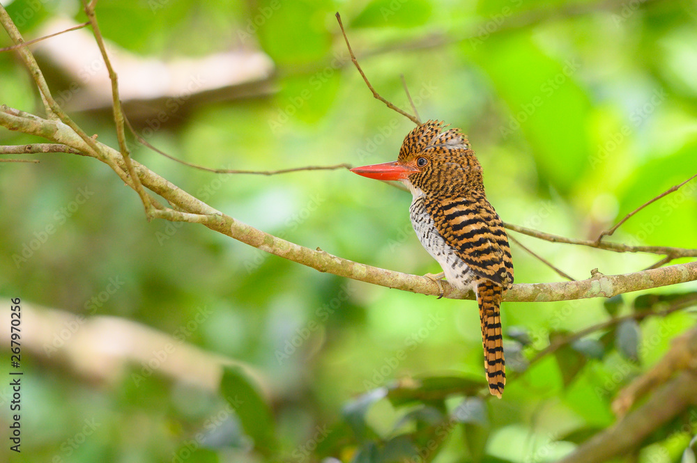 South East Asia beautiful bird (Female), Banded Kingfisher in Thailand South East Asia beautiful bird (Female), Banded Kingfisher in Thailand