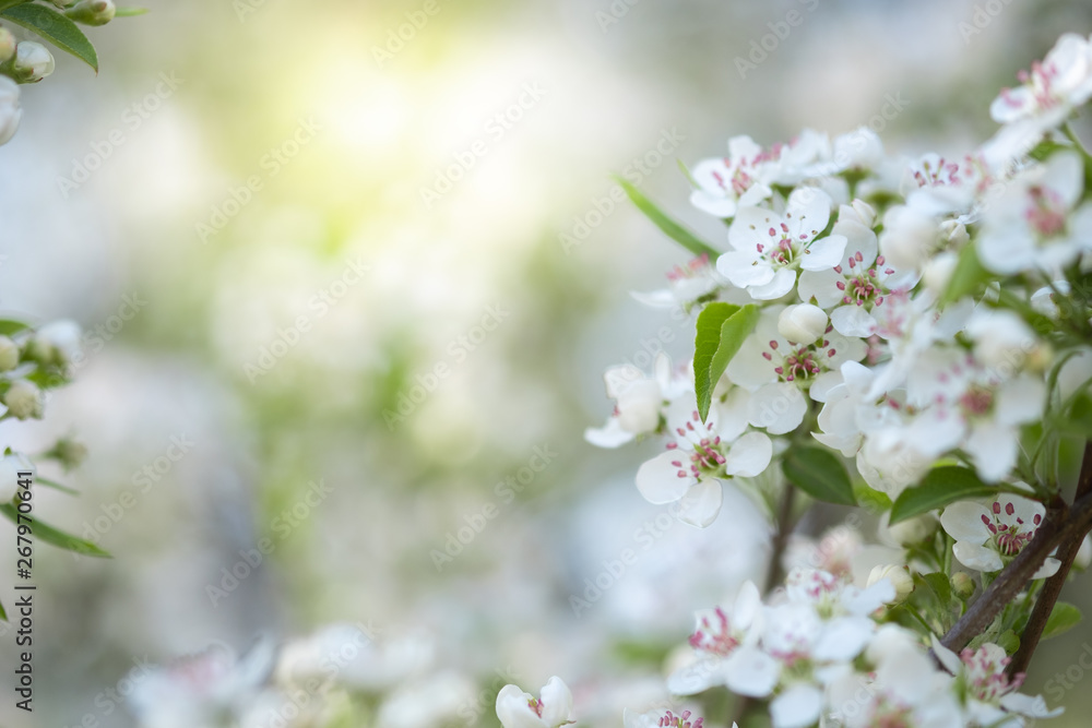 Closeup beautiful cherry blossom  or Sakura flower on nature background.-Image.