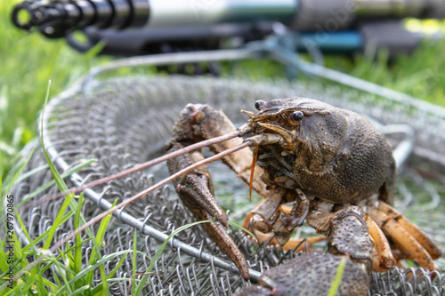 Fresh live cancer crawls on the fishing net near the fishing rod