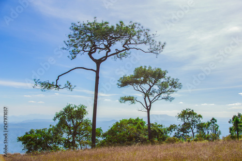 Green pine forest landscape and sky.