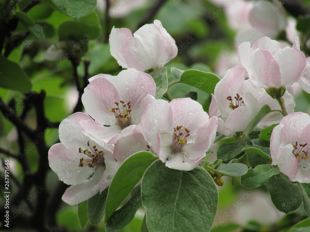 Obraz premium apple tree bloom