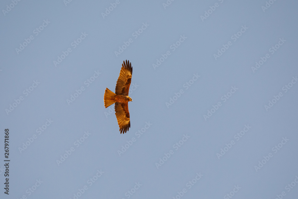 Desert kite Desert kite