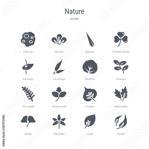 set of 16 vector icons such as falcate, ovate, palmatelly, ginkgo, pedunculate, cordate, straberry leaf, pine needle from nature concept. can be used for web, logo, ui\u002fux