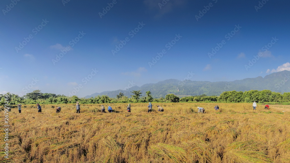 view a group of Thai Farmer reaping, cut rice paddy by Sickle in rice field around with green hill and blue sky background, farmer in Doi Nang Non, Maesai District, Chiang Rai, northern of Thailand.