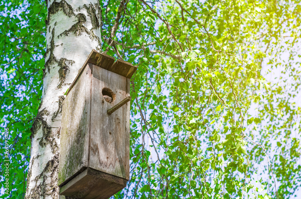 Old birdhouse on a birch among green leaves. Squirrel looks out Old birdhouse on a birch among green leaves. Squirrel looks out