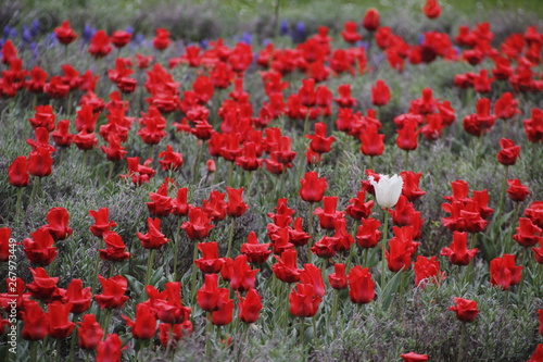 Red flowers in a garden