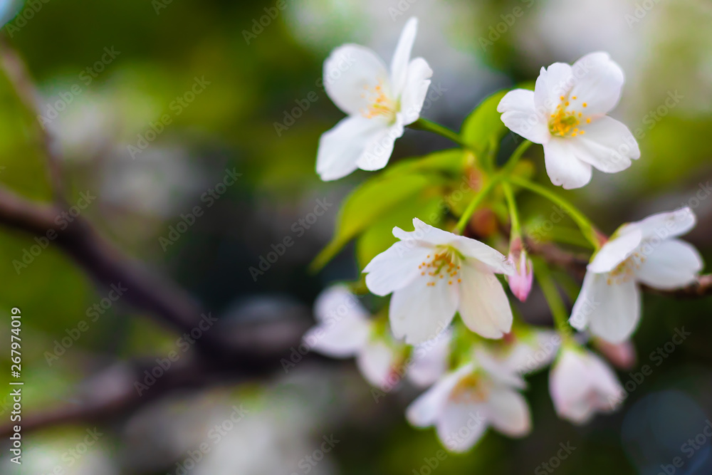 Close up cherry blossoms, with copy space Close up cherry blossoms, with copy space