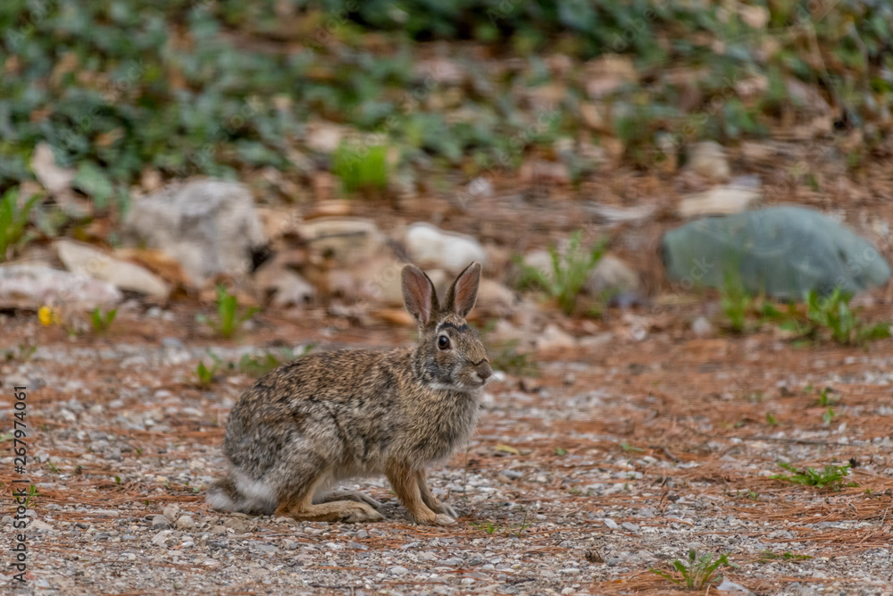 Side view of an Eastern Cottontail Rabbit (Sylvilagus floridanus) in the spring in Michigan, USA. Side view of an Eastern Cottontail Rabbit (Sylvilagus floridanus) in the spring in Michigan, USA.