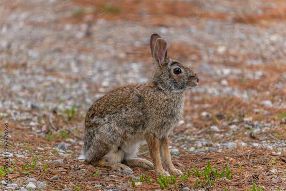 Fototapeta premium Eastern Cottontail Rabbit (Sylvilagus floridanus)