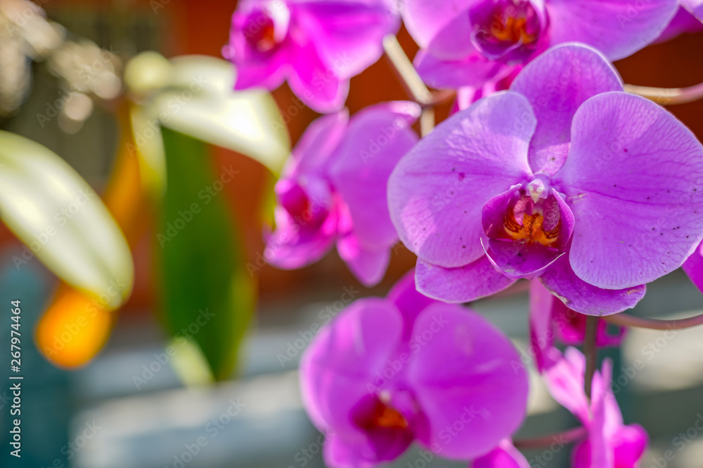 Phalaenopsis Orchid flower in garden at spring day for postcard beauty and agriculture idea concept design. Phalaenopsis Orchid flower in garden at spring day for postcard beauty and agriculture idea concept design.