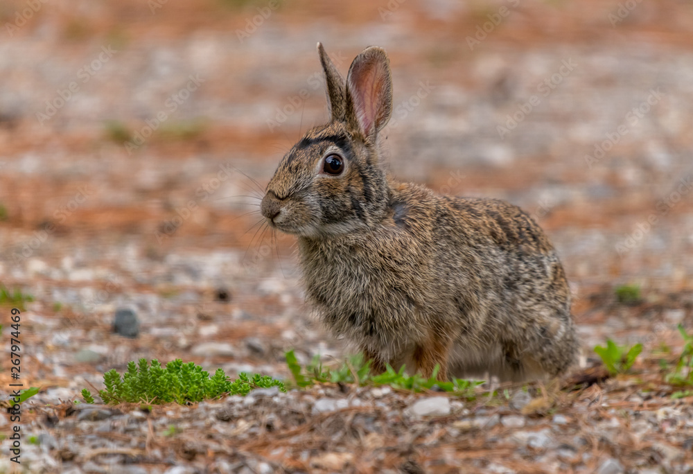 Fototapeta premium Eastern Cottontail Rabbit (Sylvilagus floridanus)