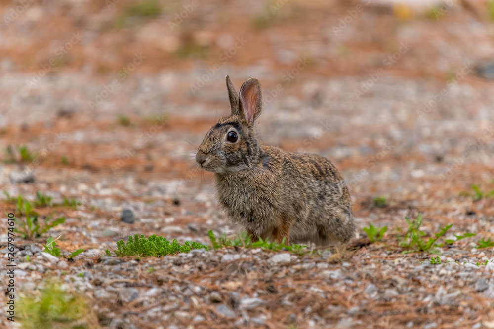 Eastern Cottontail Rabbit (Sylvilagus floridanus) Eastern Cottontail Rabbit (Sylvilagus floridanus)