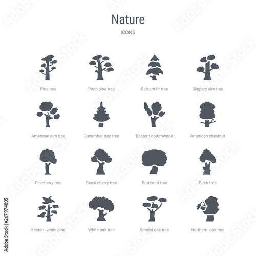 set of 16 vector icons such as northern  oak tree, scarlet oak tree, white oak tree, eastern white pine birch butternut black cherry pin cherry from nature concept. can be used for web, logo,