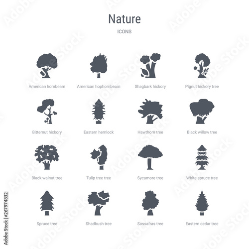 set of 16 vector icons such as eastern cedar tree, sassafras tree, shadbush tree, spruce white spruce sycamore tulip black walnut from nature concept. can be used for web, logo, ui\u002fux