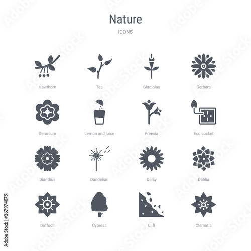 set of 16 vector icons such as clematis  cliff  cypress  daffodil  dahlia  daisy  dandelion  dianthus from nature concept. can be used for web  logo  ui u002fux
