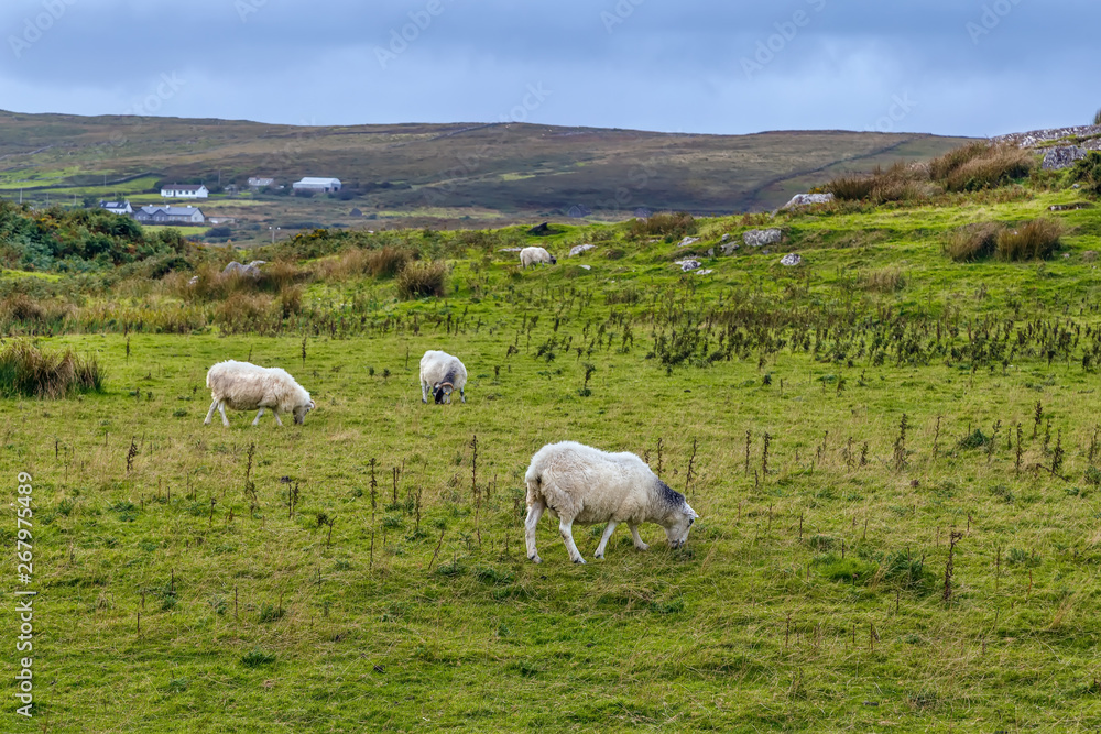 Landscape with sheeps, Ireland