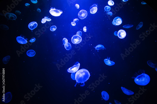 Moon jellyfish translucent colordark background