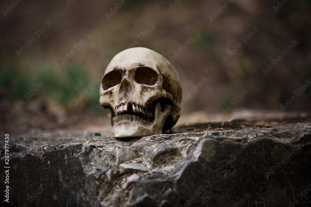 The skull of a man on a large gray stone slab. A copy of a human skull on a rock close-up for Halloween. The skull of a man on a large gray stone slab. A copy of a human skull on a rock close-up for Halloween.