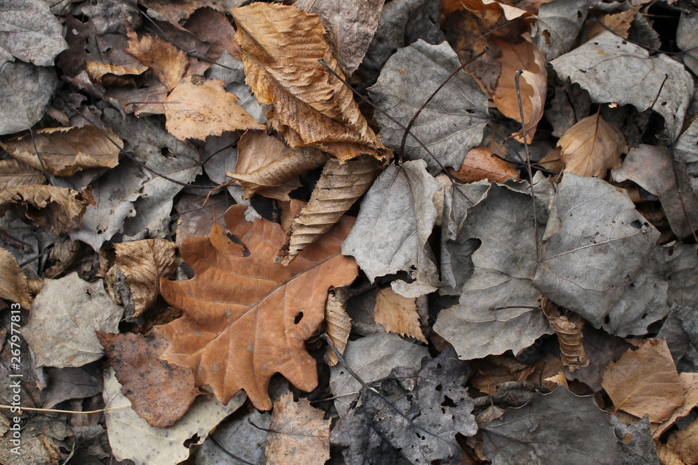 LEAF LEAF