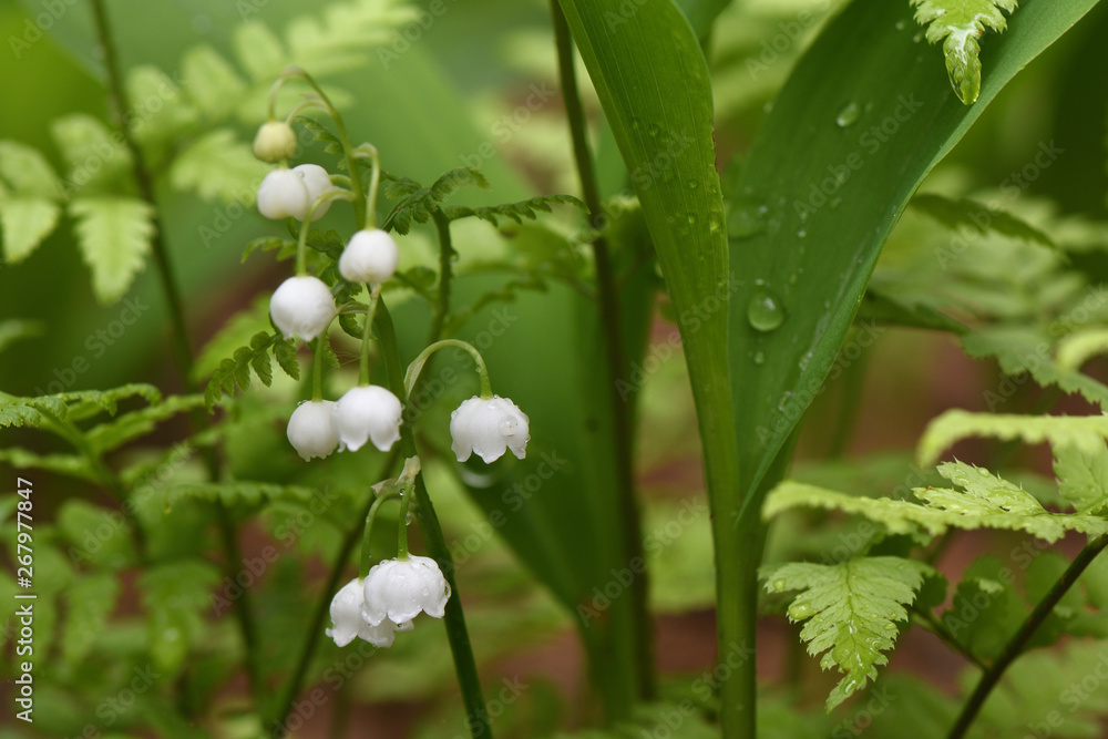 Forest lilies of the valley bloom in the spring forest