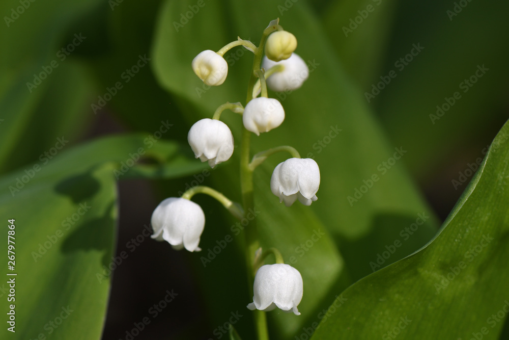 Forest lilies of the valley bloom in the spring forest Forest lilies of the valley bloom in the spring forest