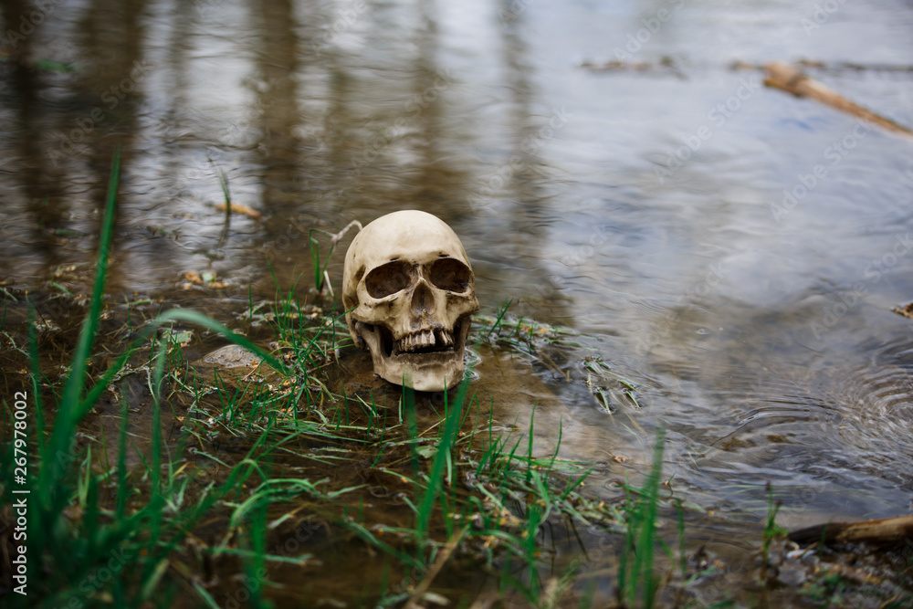 Human skull on the surface of the water in the river among the grass and algae. Fake skull close-up in the lake. A replica of a human skull for Halloween Human skull on the surface of the water in the river among the grass and algae. Fake skull close-up in the lake. A replica of a human skull for Halloween