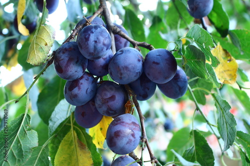 A plum tree on a tree, fruit