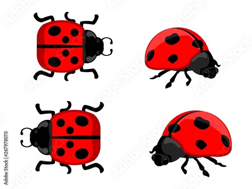 ladybug on white background