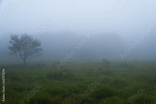霧の湿原
