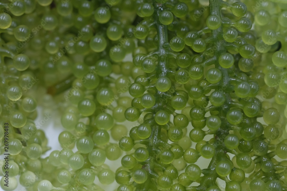 Green Caviar , Sea Grapes Seaweed , Caulerpa Lentillifera , Healthy food