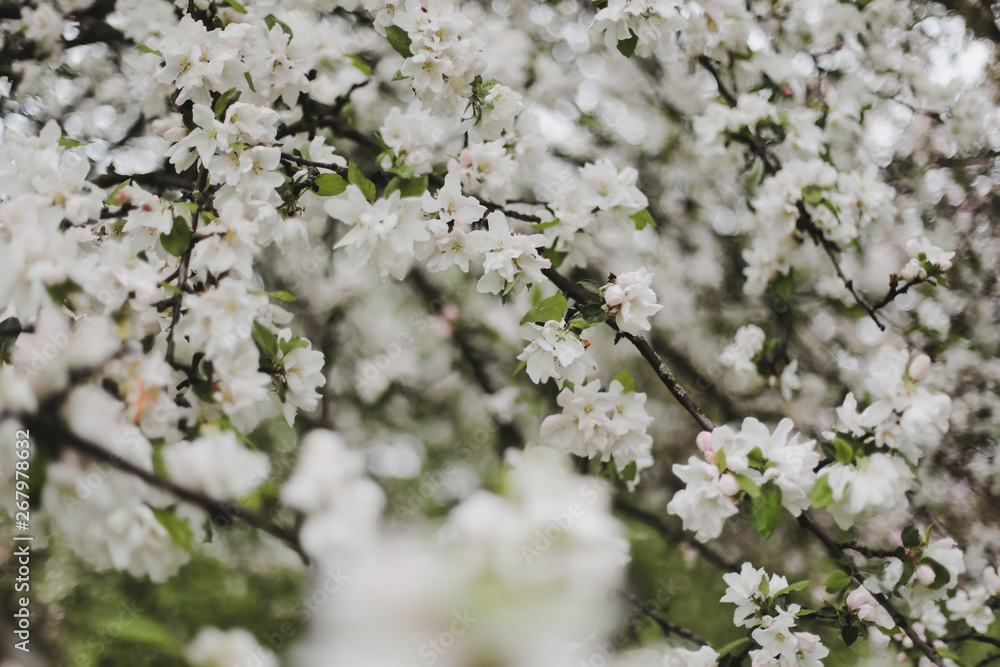 Blossoming of cherry flowers with green leaves. Branches of a tree in spring season. Wallpaper, spring background Blossoming of cherry flowers with green leaves. Branches of a tree in spring season. Wallpaper, spring background