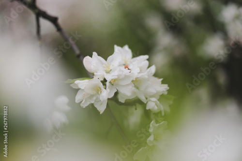 Blossoming of cherry flowers with green leaves. Branches of a tree in spring season. Wallpaper  spring background