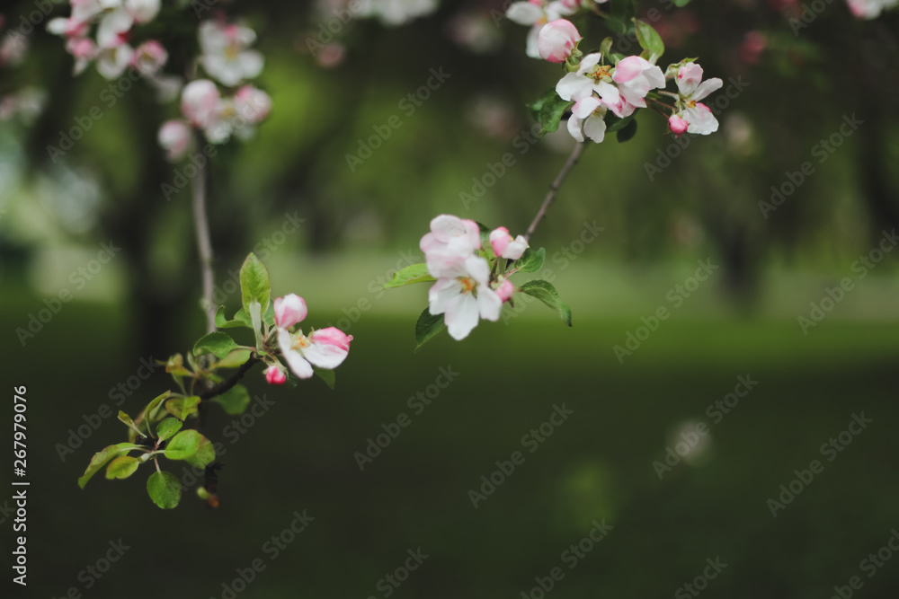 Blossoming of cherry flowers with green leaves. Branches of a tree in spring season. Wallpaper, spring background Blossoming of cherry flowers with green leaves. Branches of a tree in spring season. Wallpaper, spring background