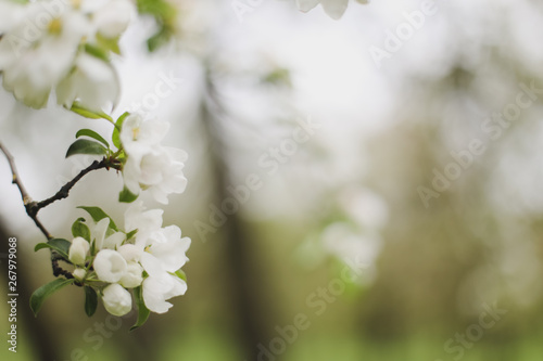 Blossoming of cherry flowers with green leaves. Branches of a tree in spring season. Wallpaper, spring background