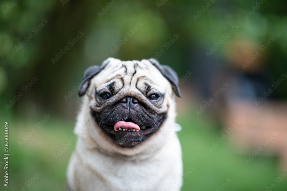 Happy dog pug breed smile with funny face in garden - obrazy, fototapety, plakaty 