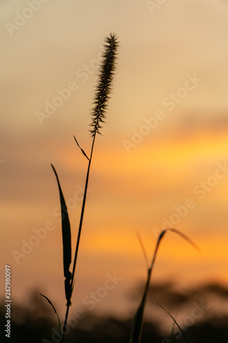 Dwarf Foxtail Grass or Pennisetum flowers in summer sunset