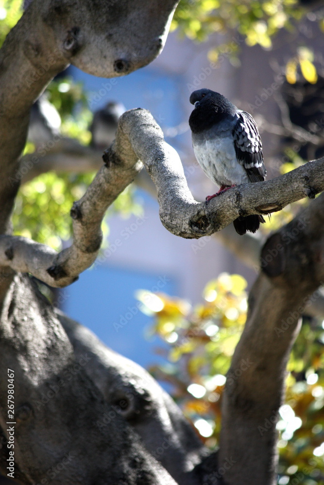 Pigeon in Tree in San Francisco, California Pigeon in Tree in San Francisco, California